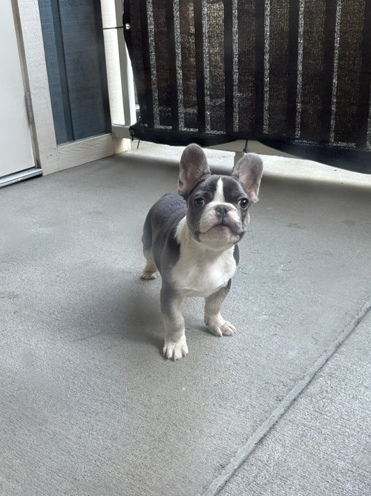 Male Tri-Blue French Bulldog